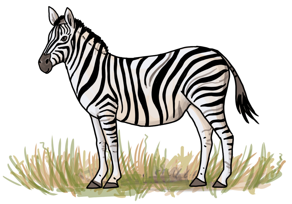 Detail Zebra Kopf Zeichnen Nomer 11