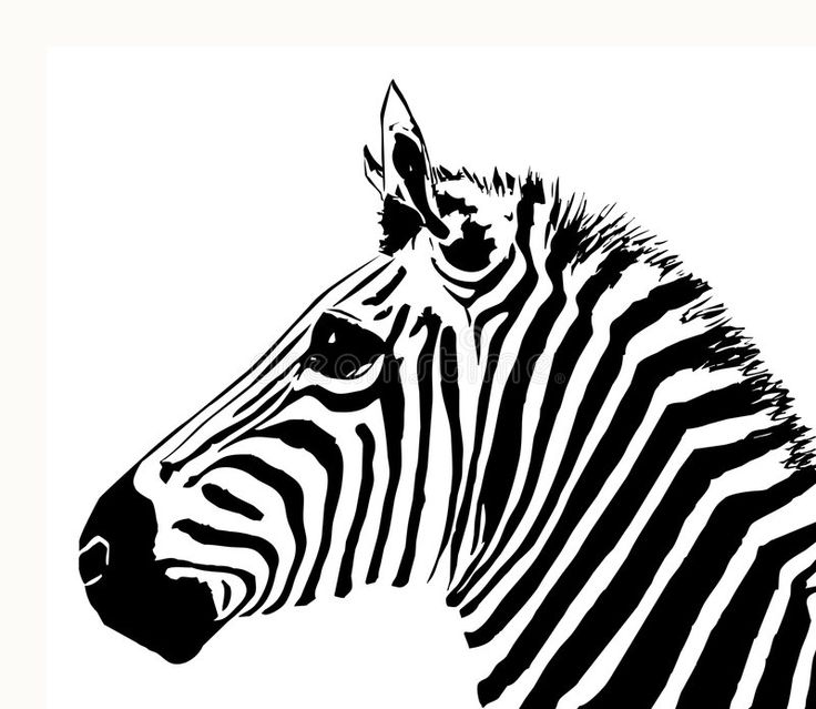 Detail Zebra Kopf Zeichnen Nomer 5