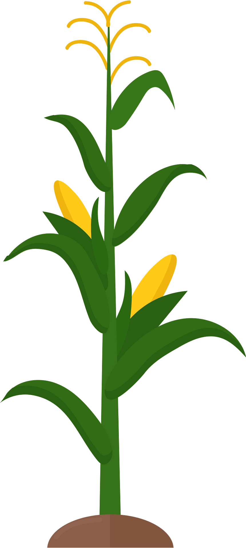 Detail Corn Field Clipart Nomer 9