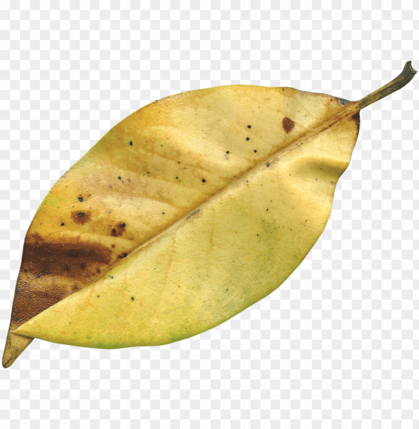 Detail Dried Leaves Png Nomer 6