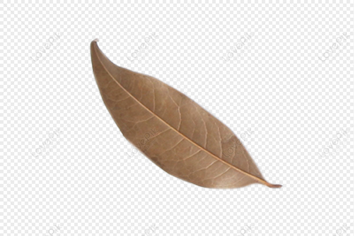 Detail Dried Leaves Png Nomer 49