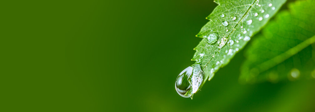 Detail Drops Of Water Nomer 33