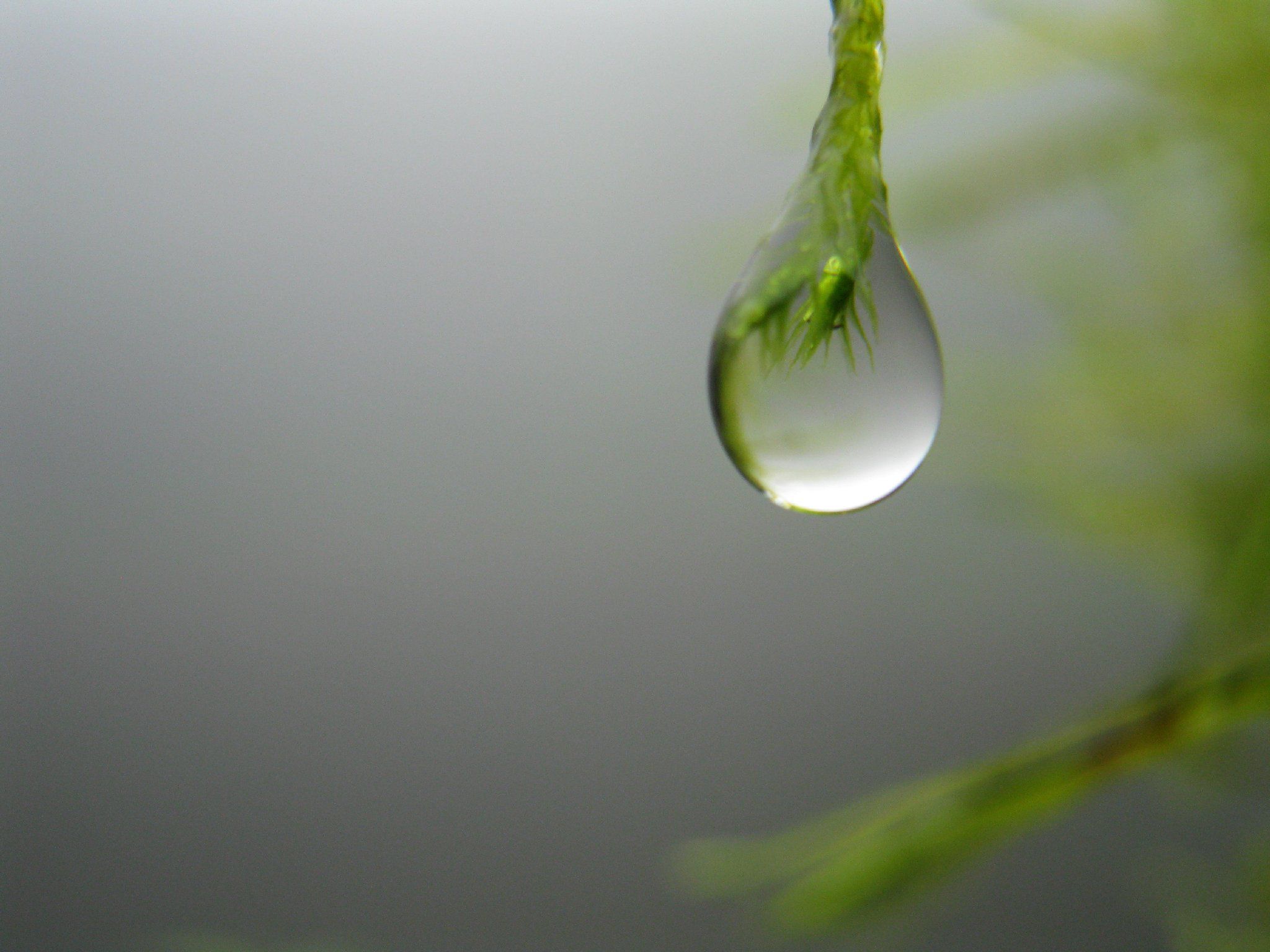 Detail Drops Of Water Nomer 35