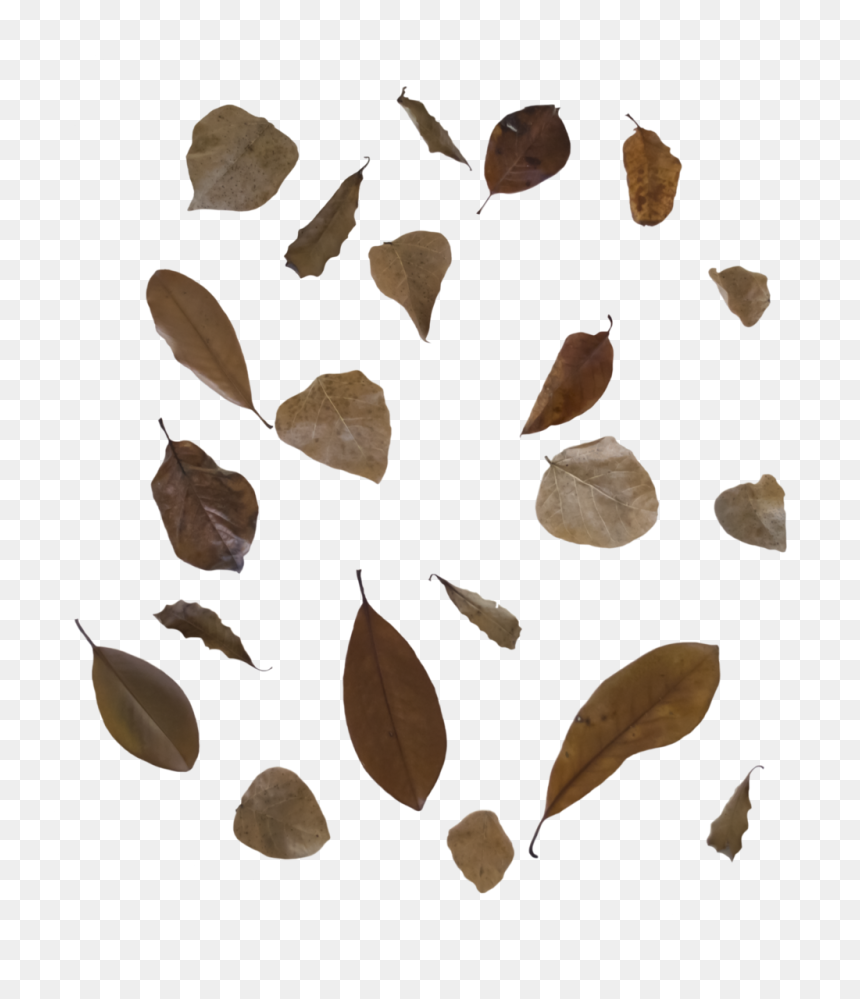 Detail Dry Leaves Png Nomer 33