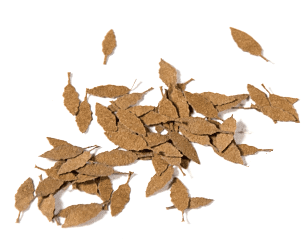 Detail Dry Leaves Png Nomer 39