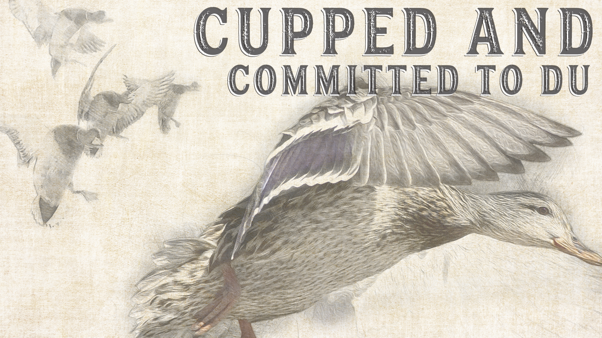 Detail Duck Background Nomer 48