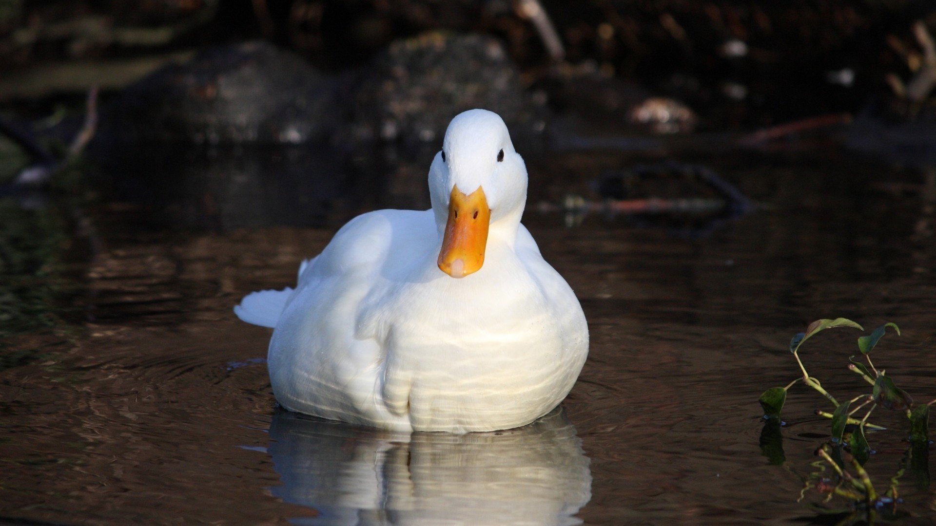 Detail Duck Background Nomer 57