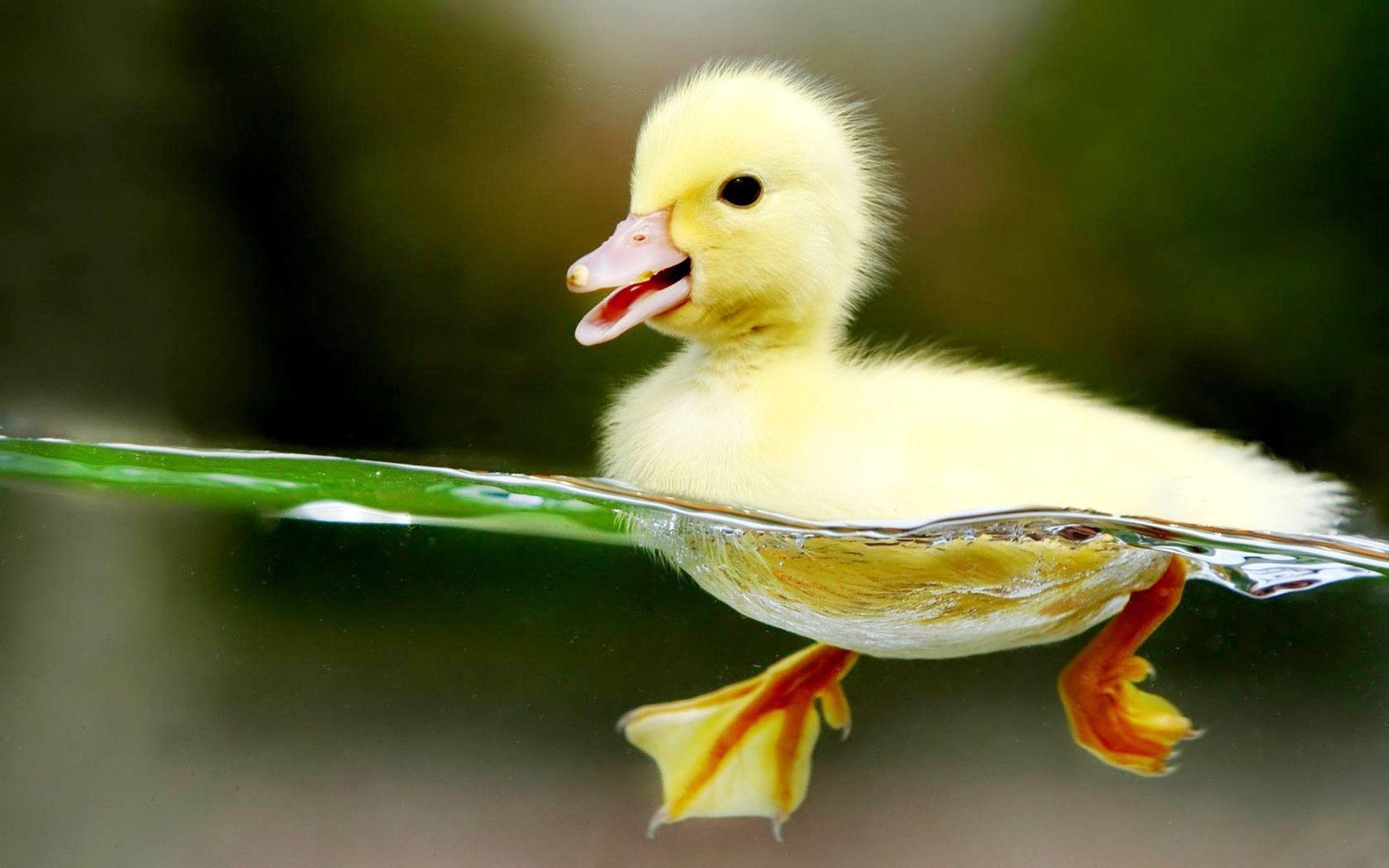 Detail Duck Background Images Nomer 15