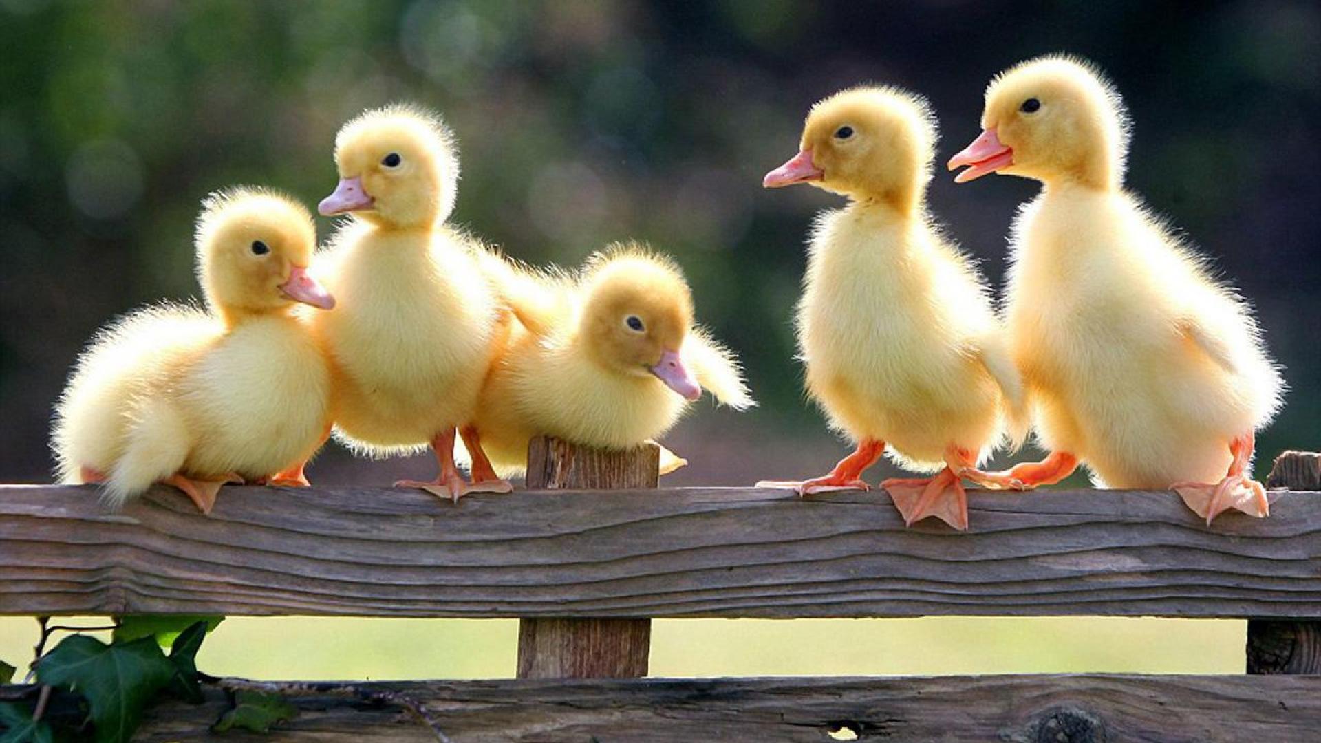 Detail Duck Background Images Nomer 19