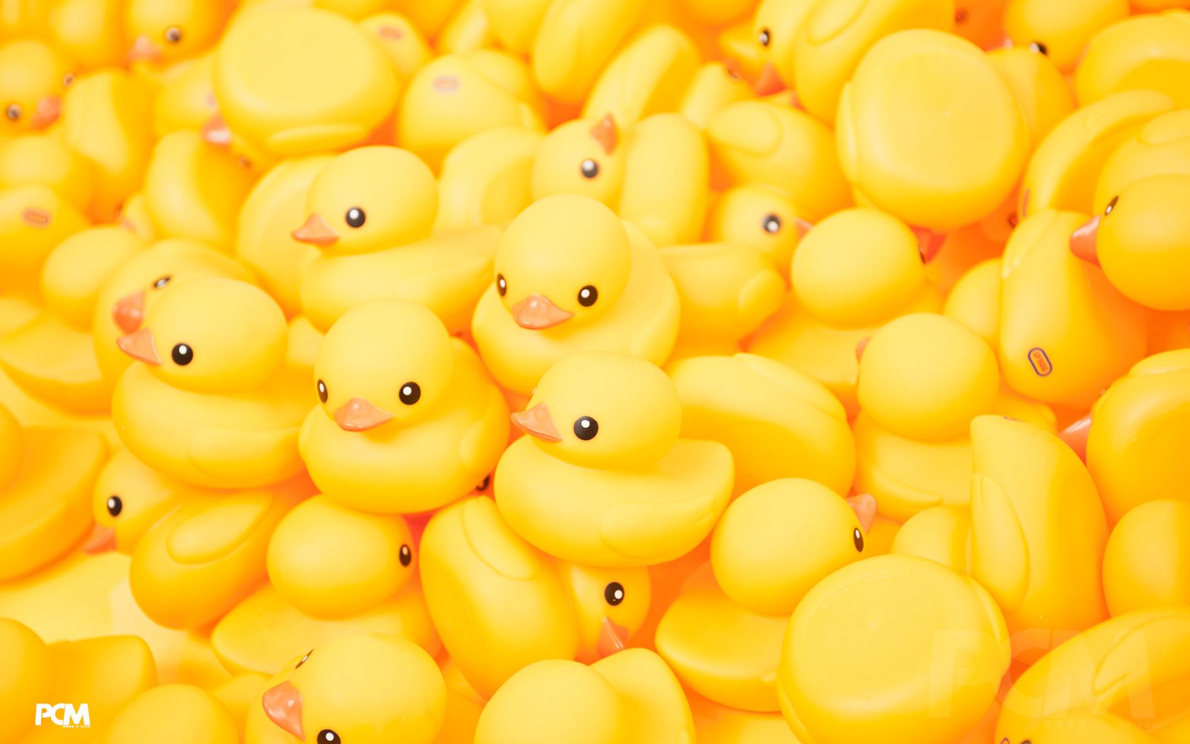 Detail Duck Background Images Nomer 20