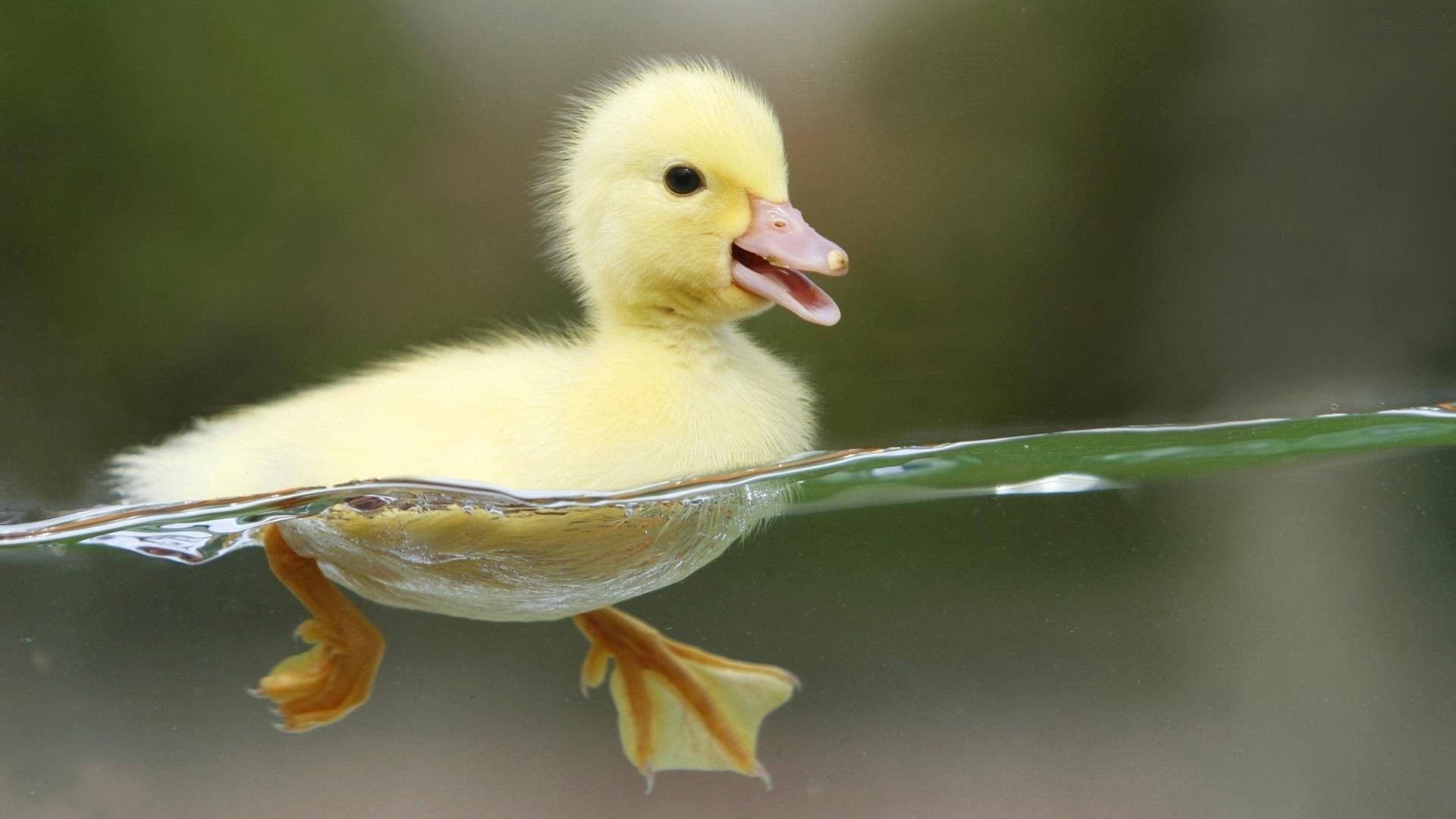 Detail Duck Background Images Nomer 4