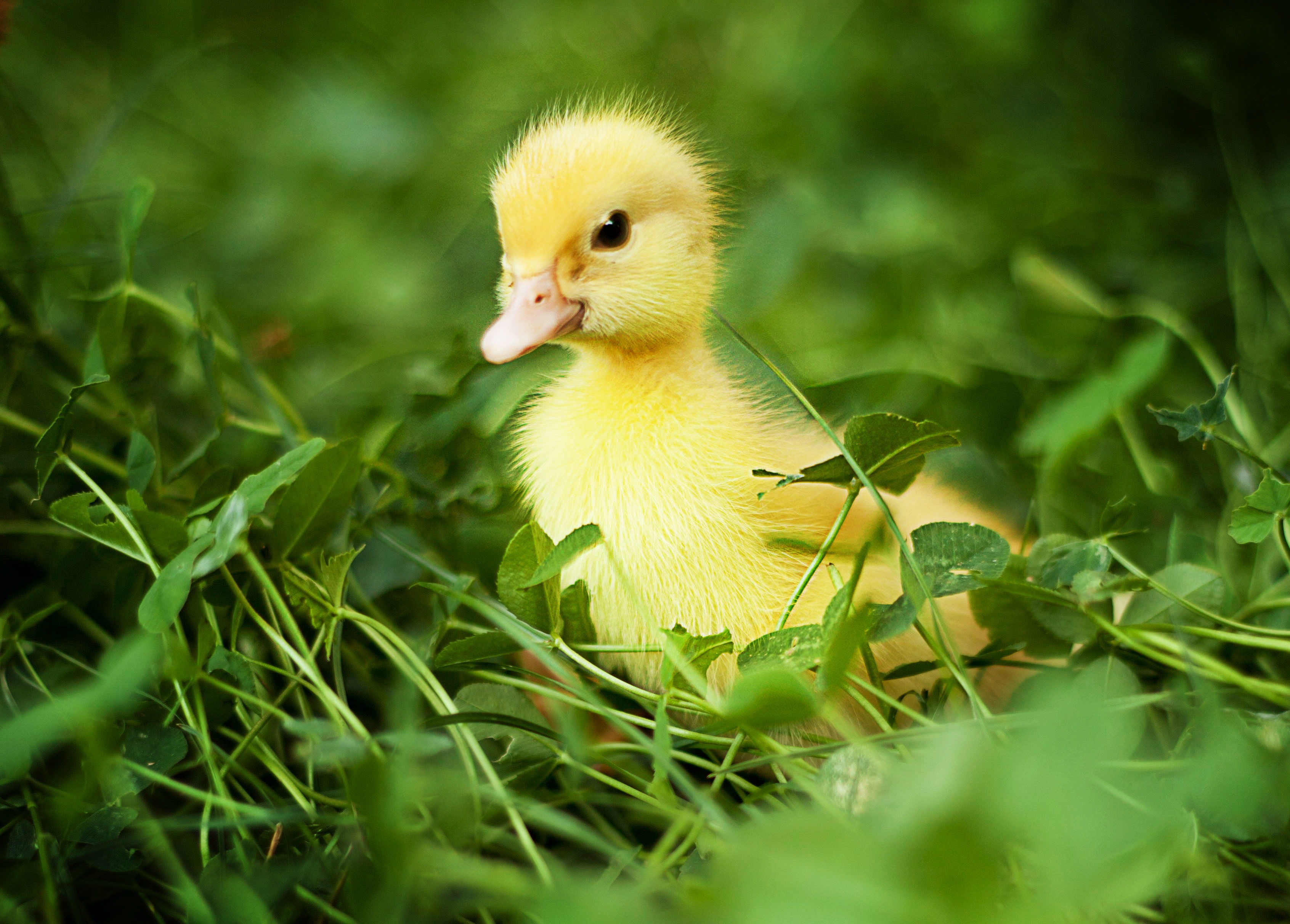 Detail Duck Background Images Nomer 31