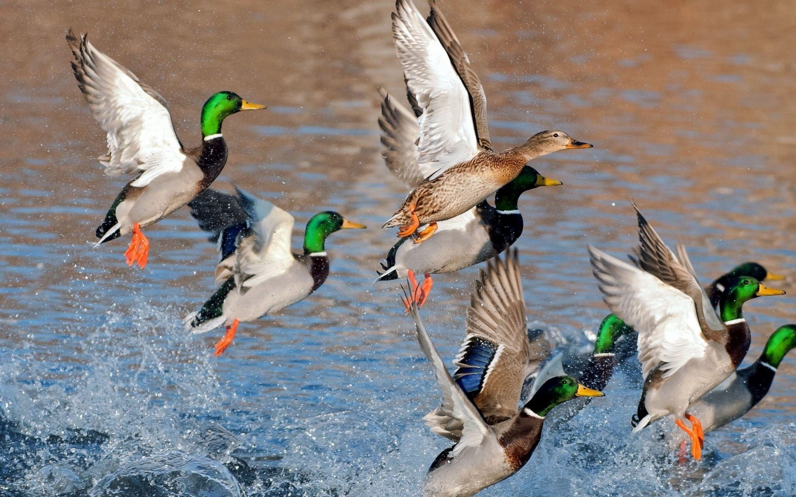 Detail Duck Background Images Nomer 33