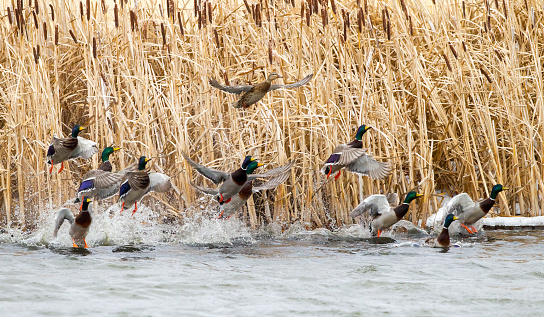 Detail Duck Background Images Nomer 38