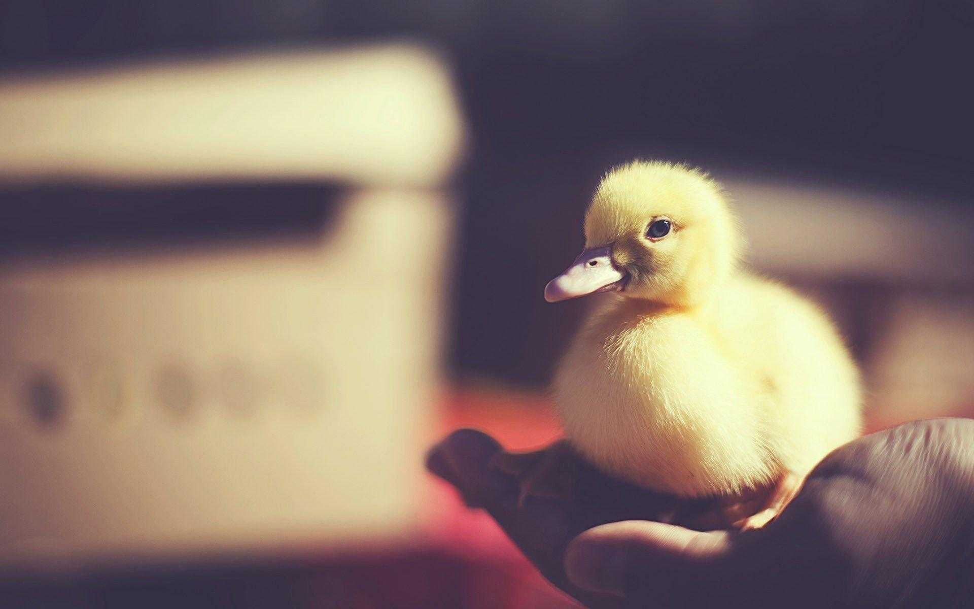 Detail Duck Background Images Nomer 42