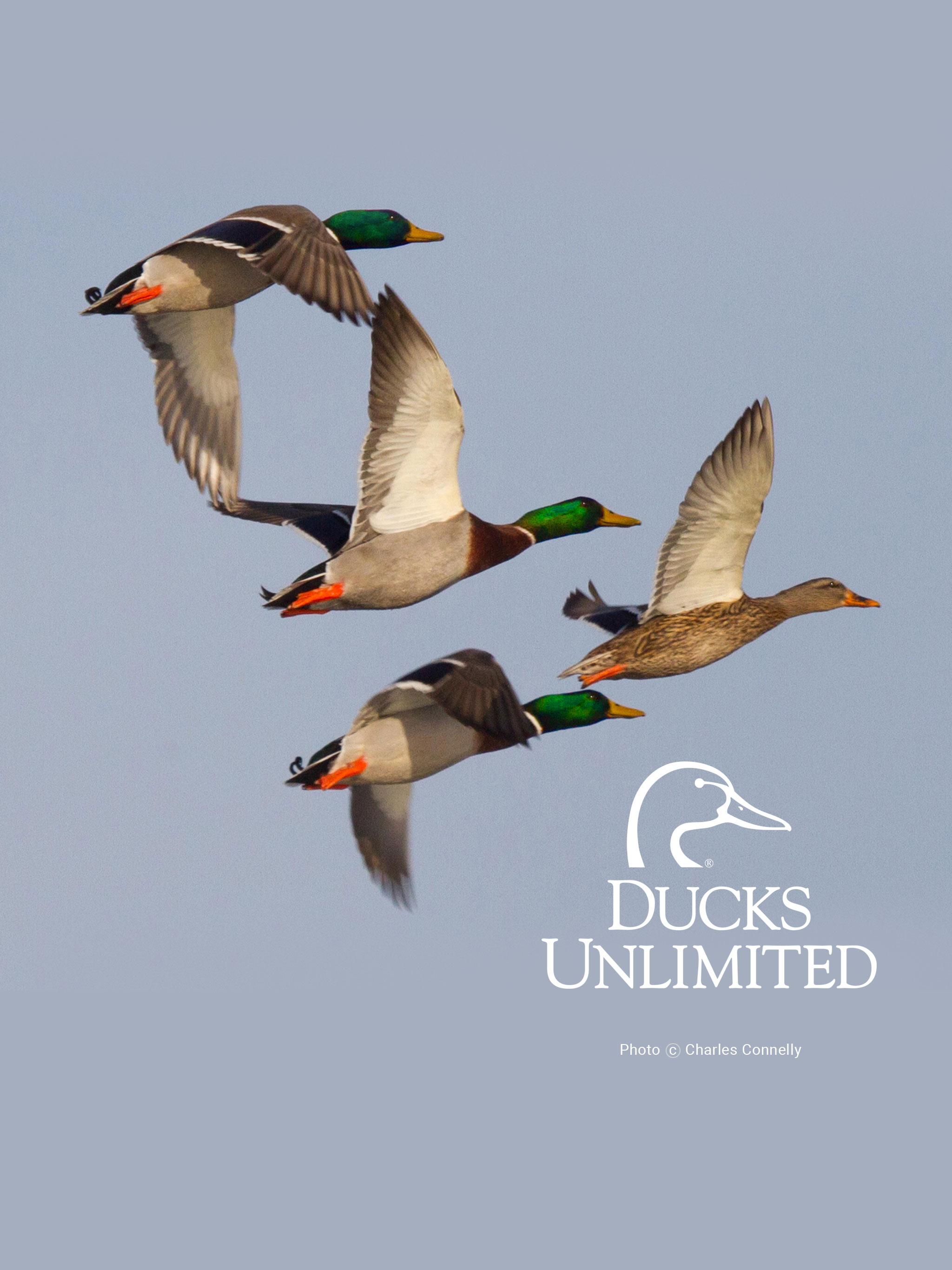 Detail Duck Background Images Nomer 44