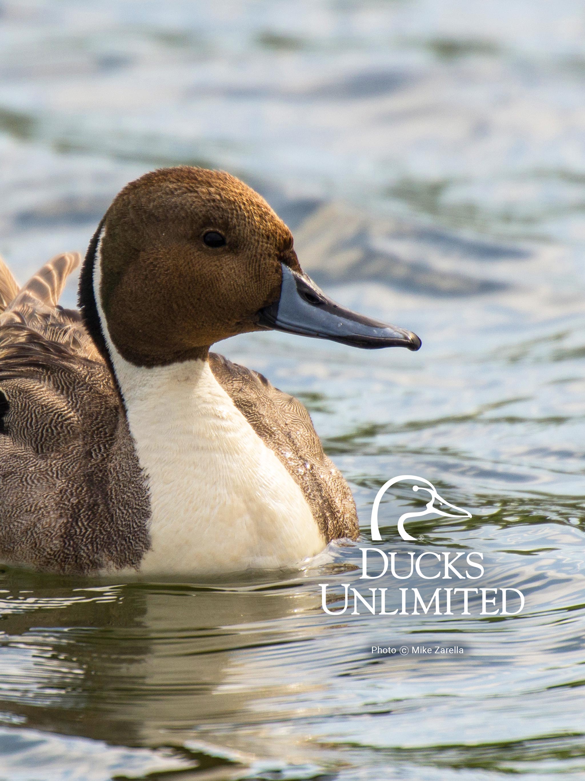 Detail Duck Background Images Nomer 47