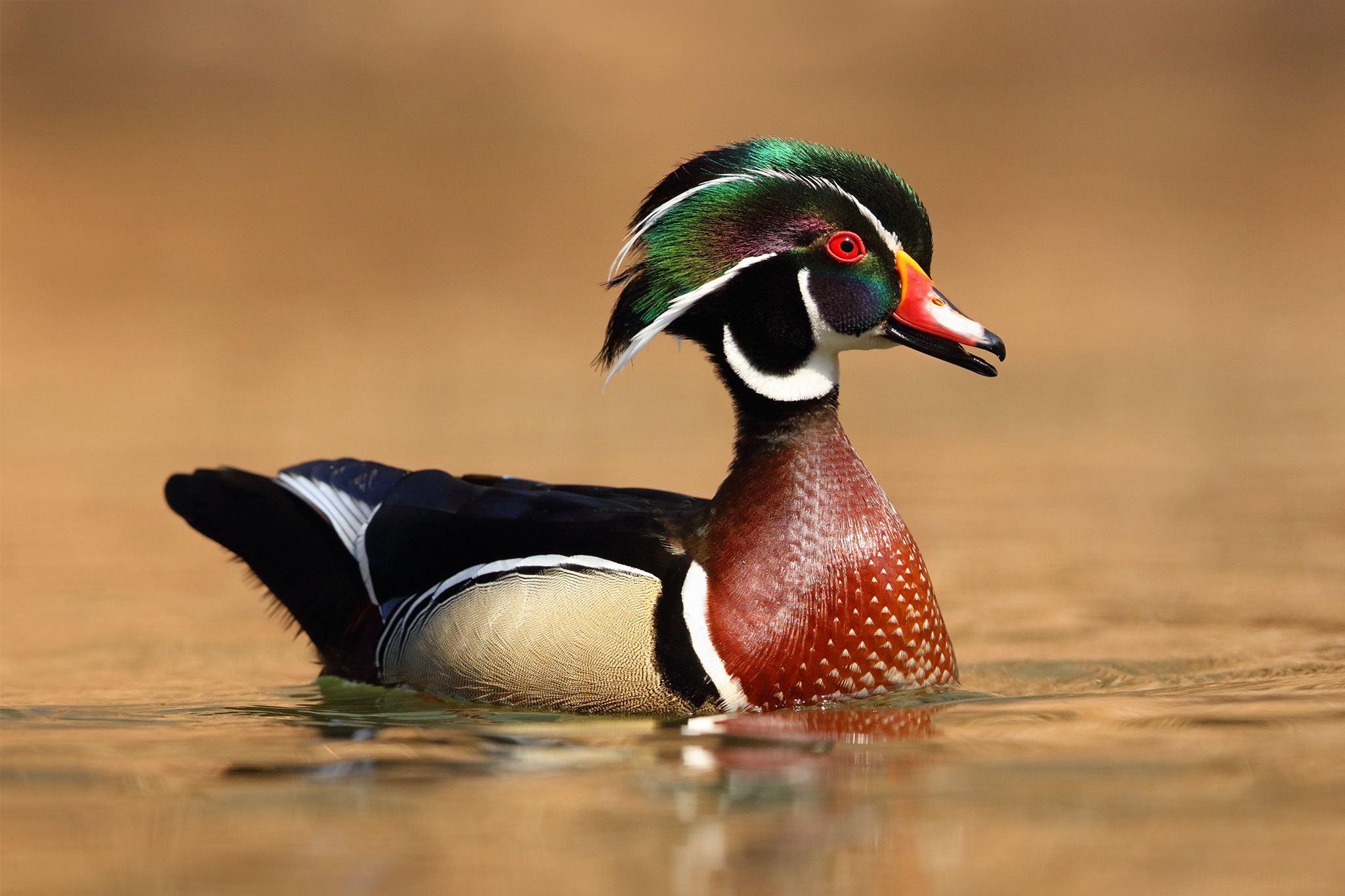 Detail Duck Background Images Nomer 51