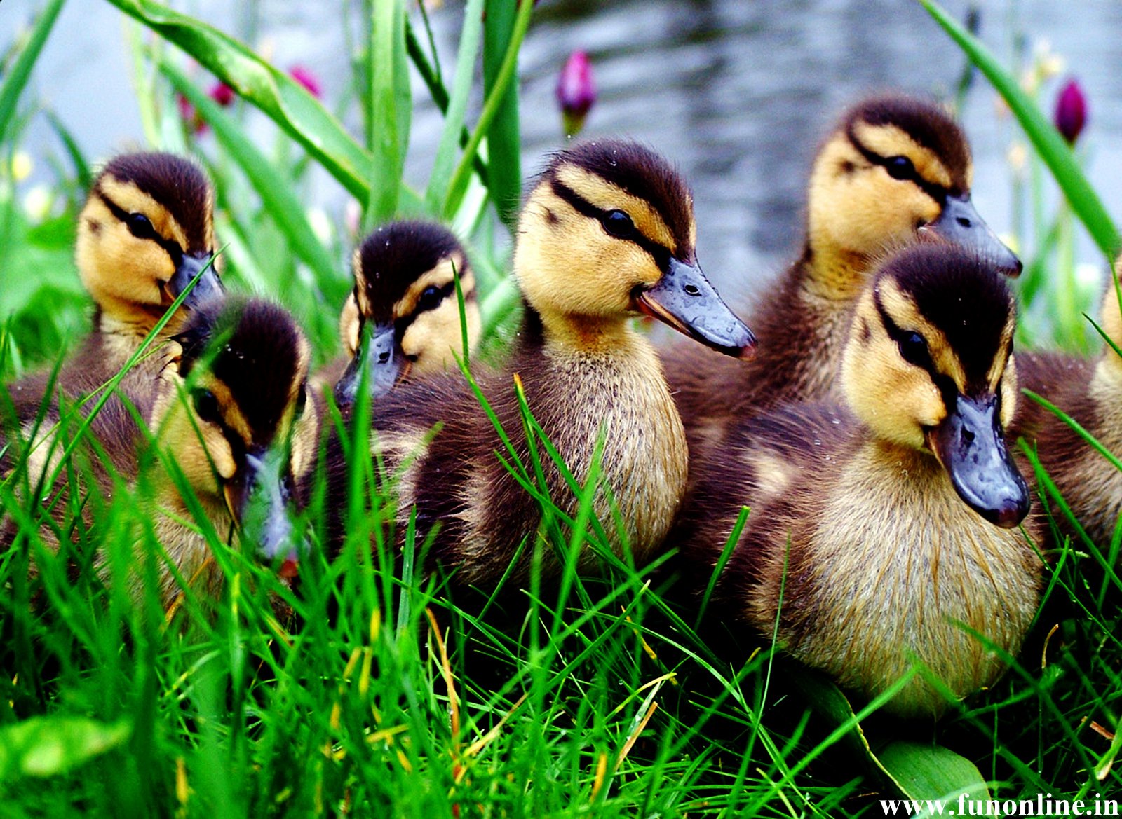 Detail Duck Background Images Nomer 54
