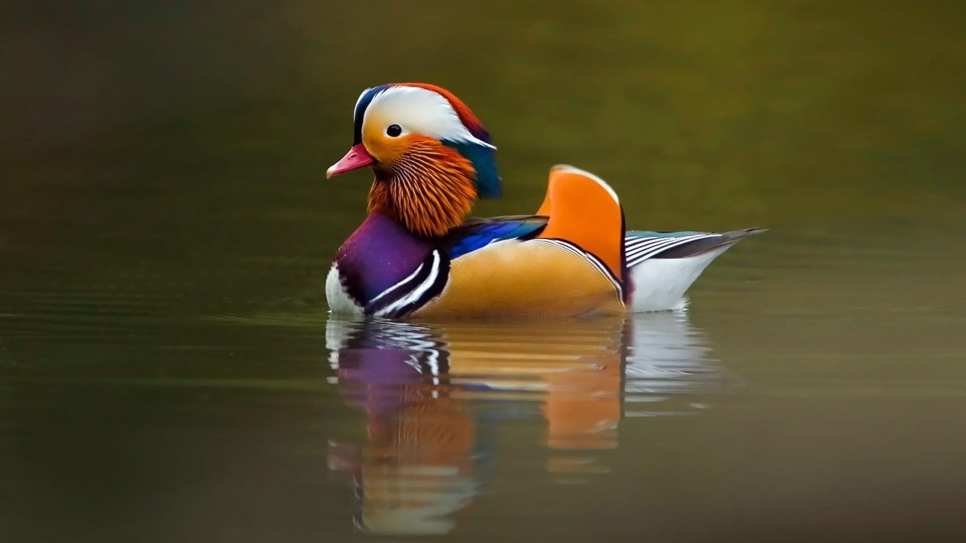 Detail Duck Background Images Nomer 55