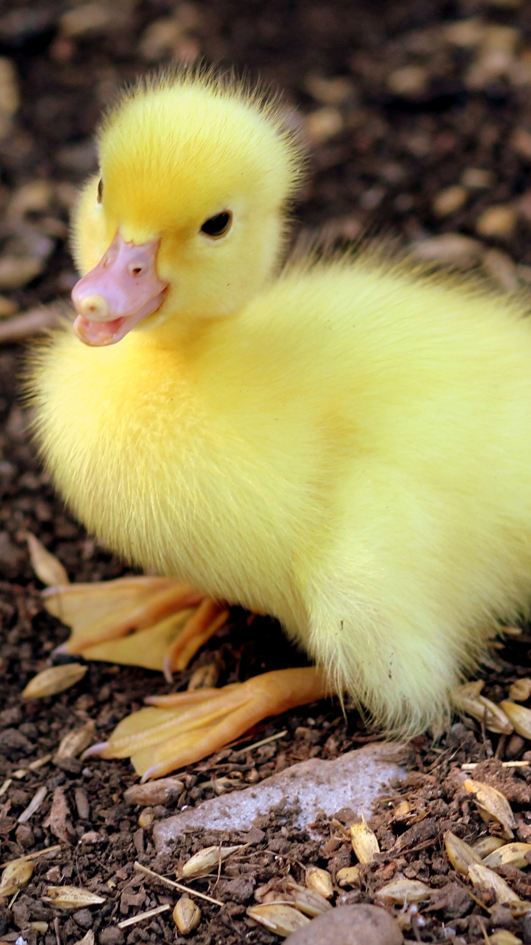 Detail Duck Background Images Nomer 57