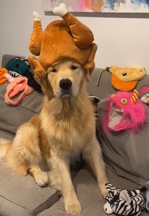 Detail Duck Hat For Golden Retriever Nomer 10