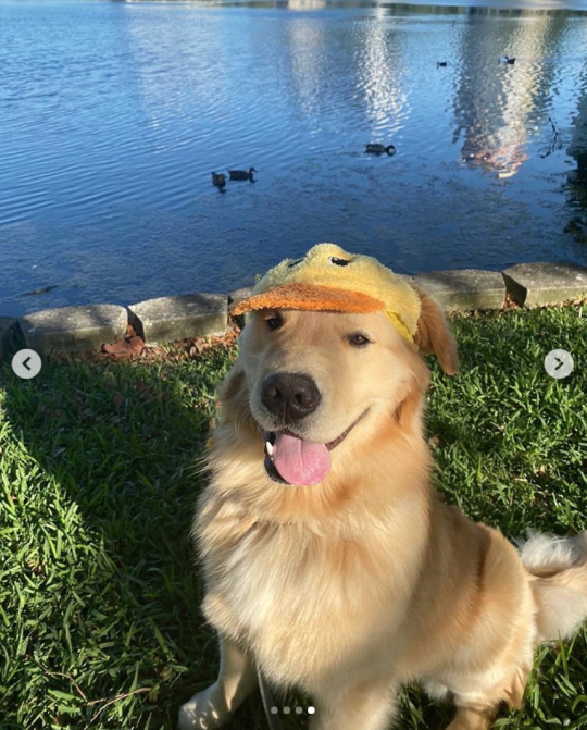 Detail Duck Hat For Golden Retriever Nomer 21