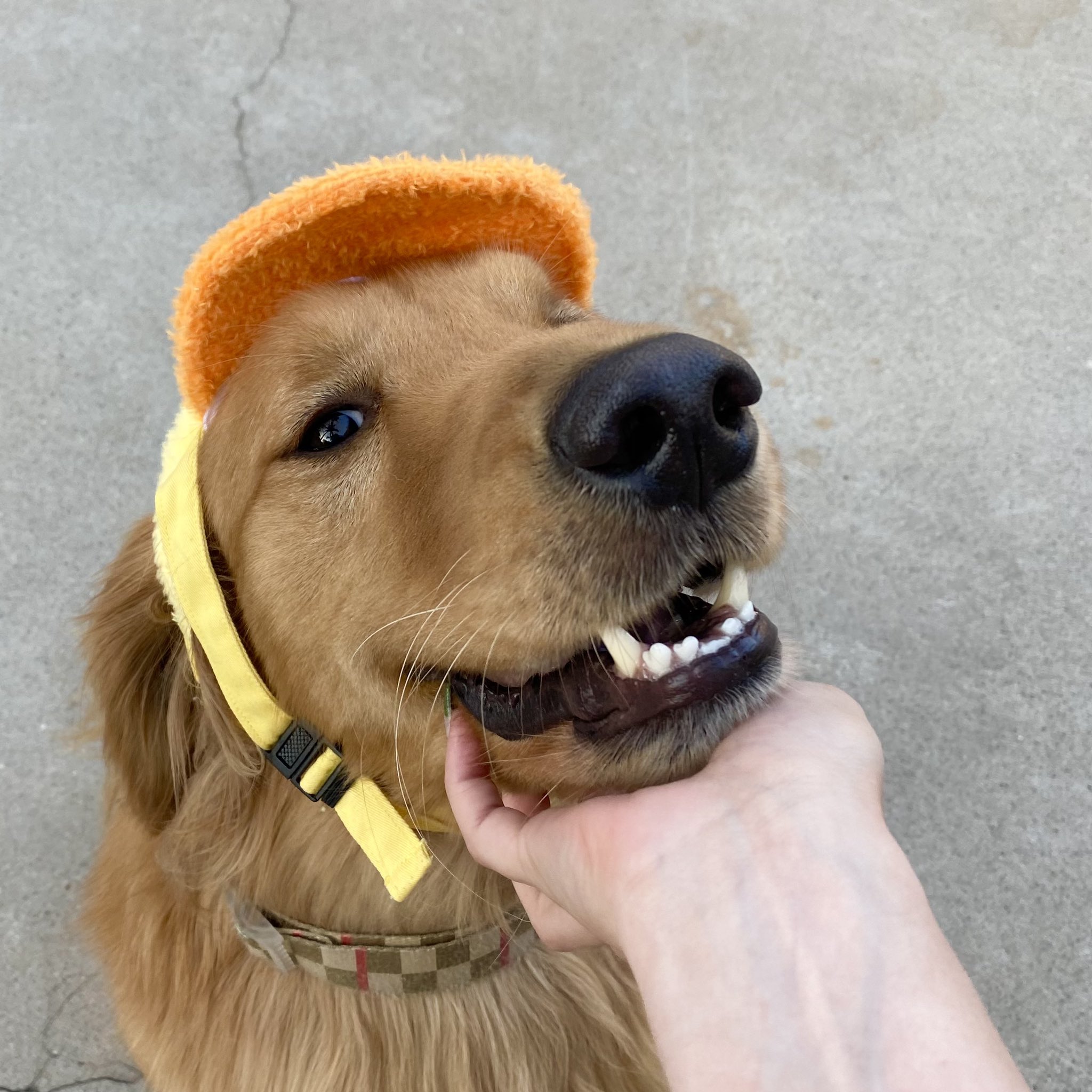 Detail Duck Hat For Golden Retriever Nomer 29