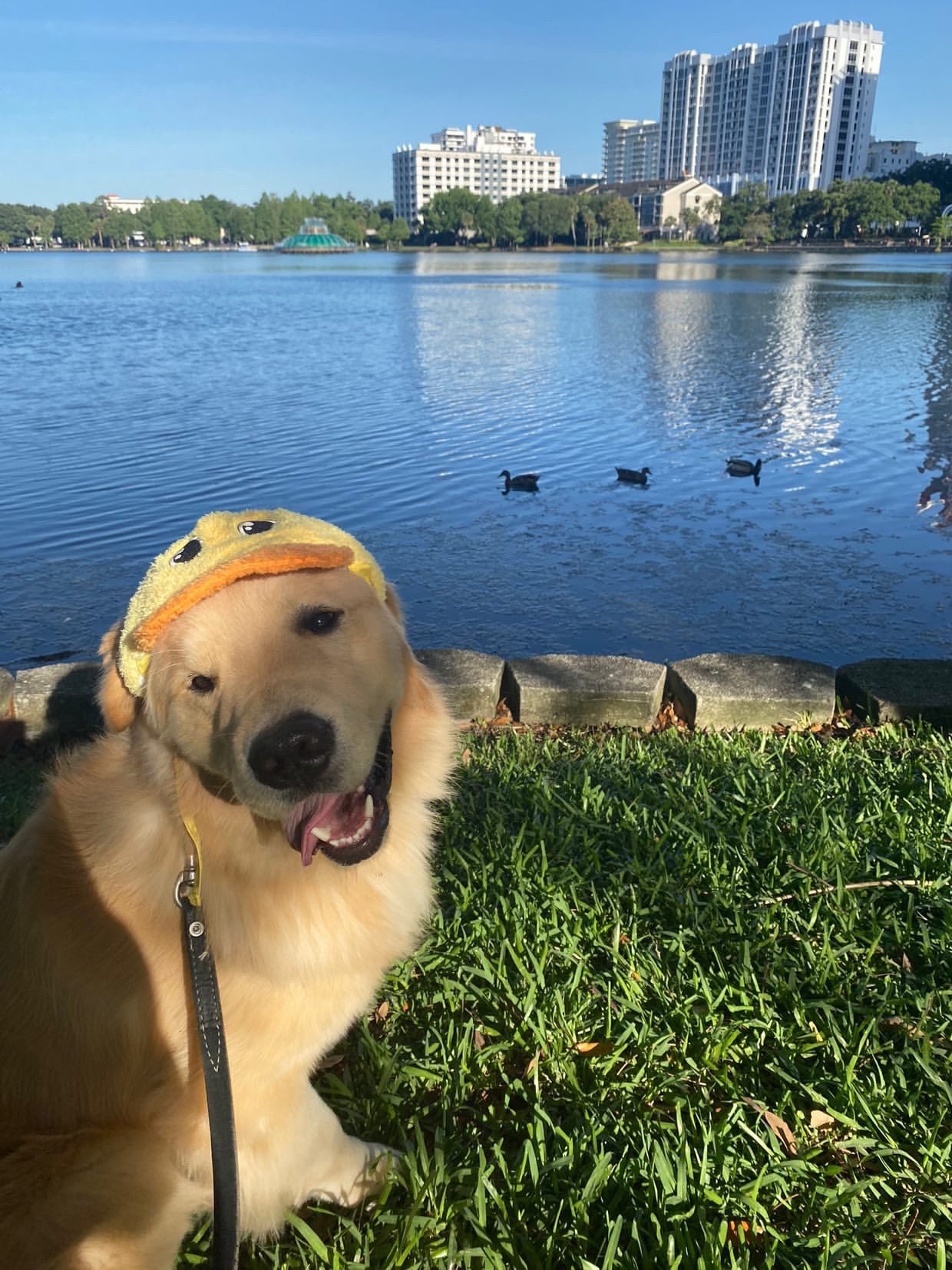 Detail Duck Hat For Golden Retriever Nomer 36