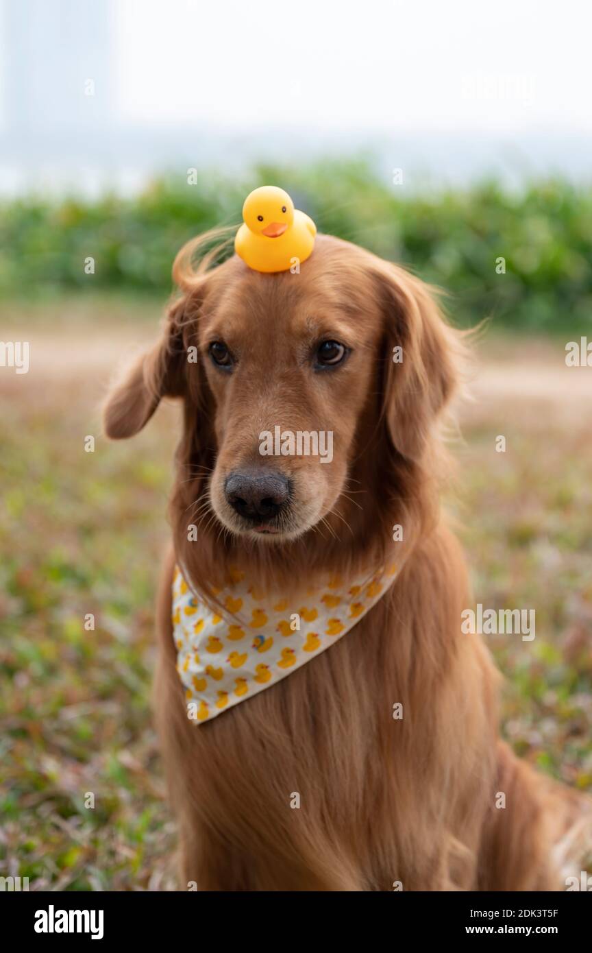 Detail Duck Hat For Golden Retriever Nomer 39