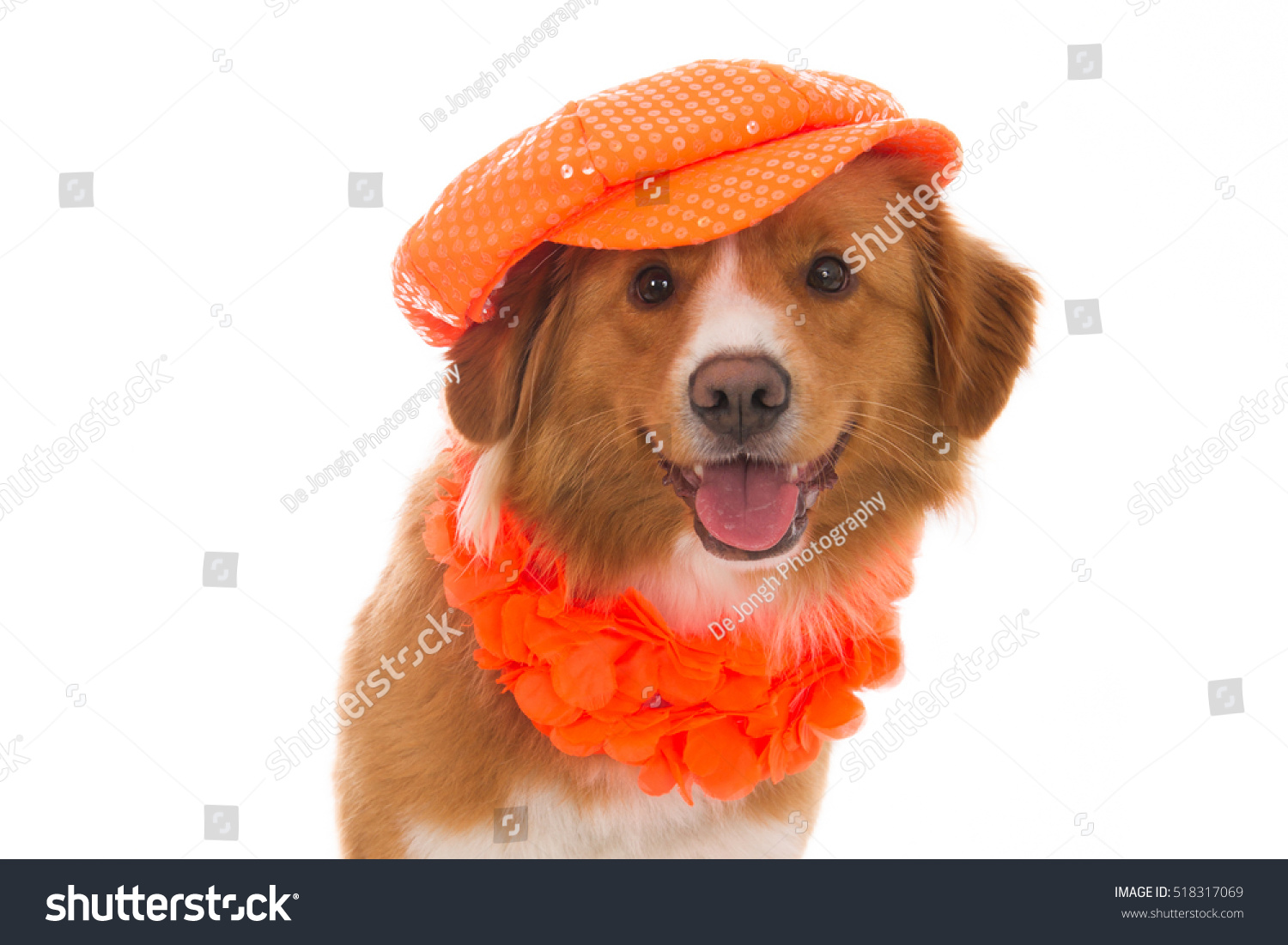 Detail Duck Hat For Golden Retriever Nomer 45