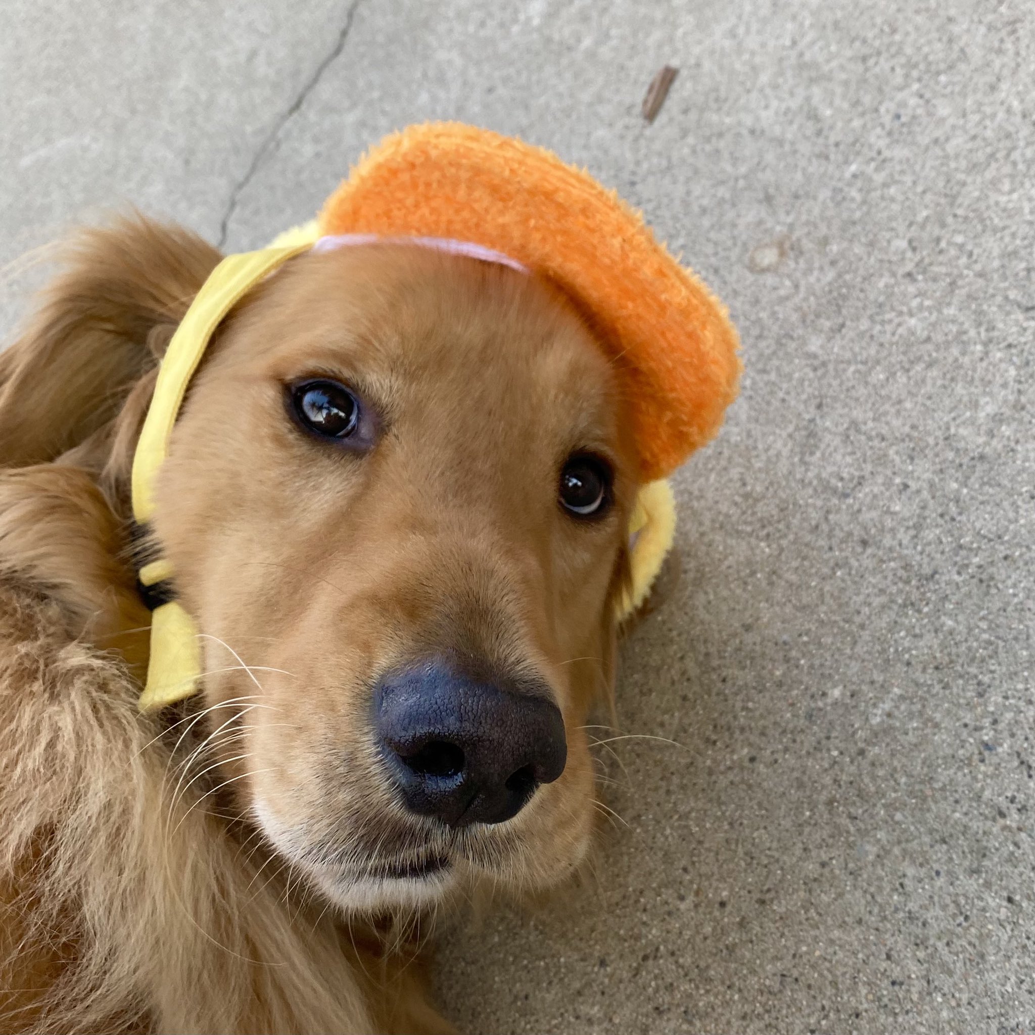 Detail Duck Hat For Golden Retriever Nomer 50