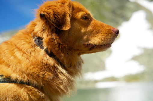 Detail Duck Hat For Golden Retriever Nomer 51