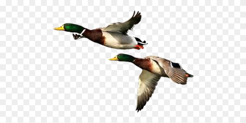 Detail Duck Hunt Duck Png Nomer 44