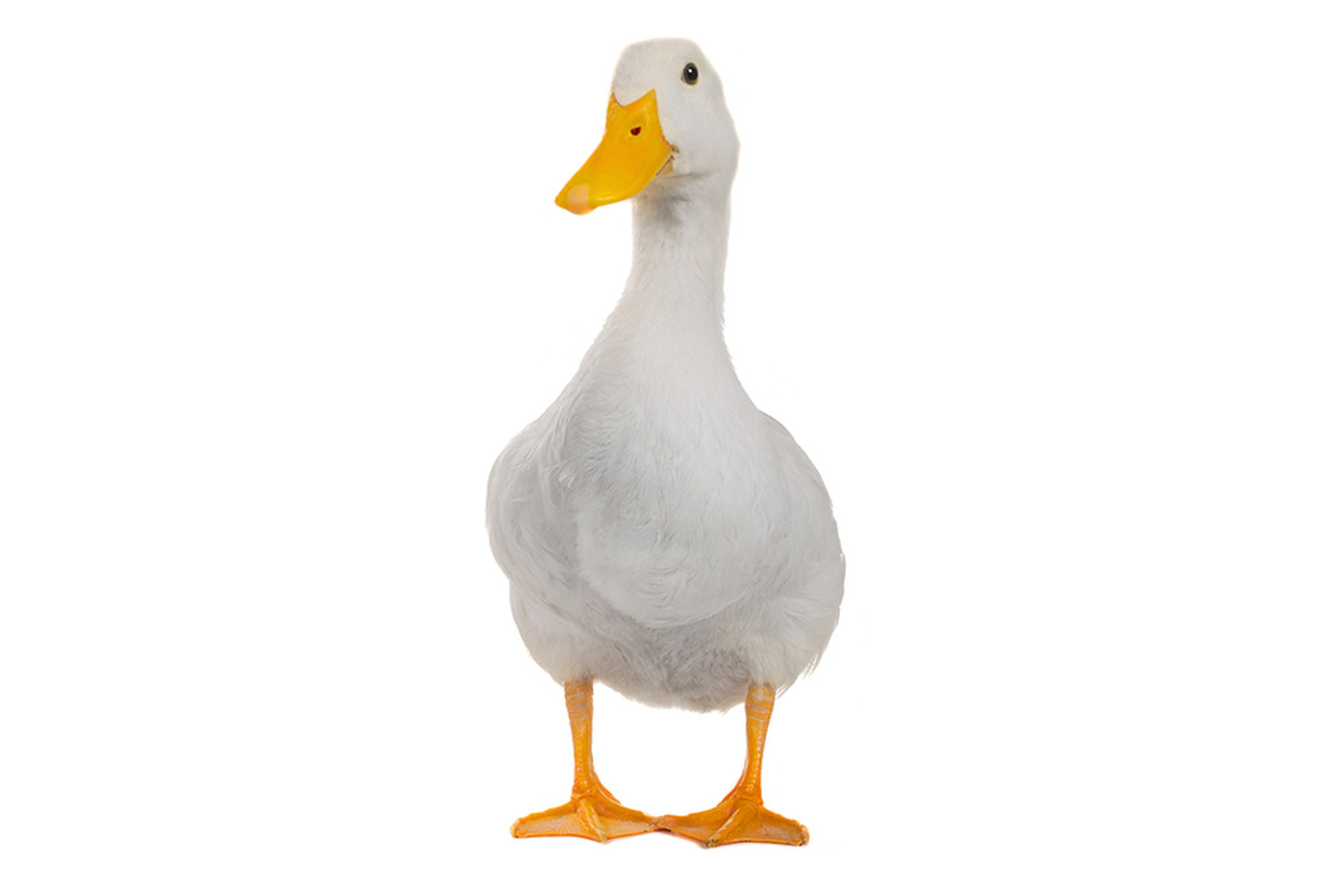 Detail Duck Image Nomer 11