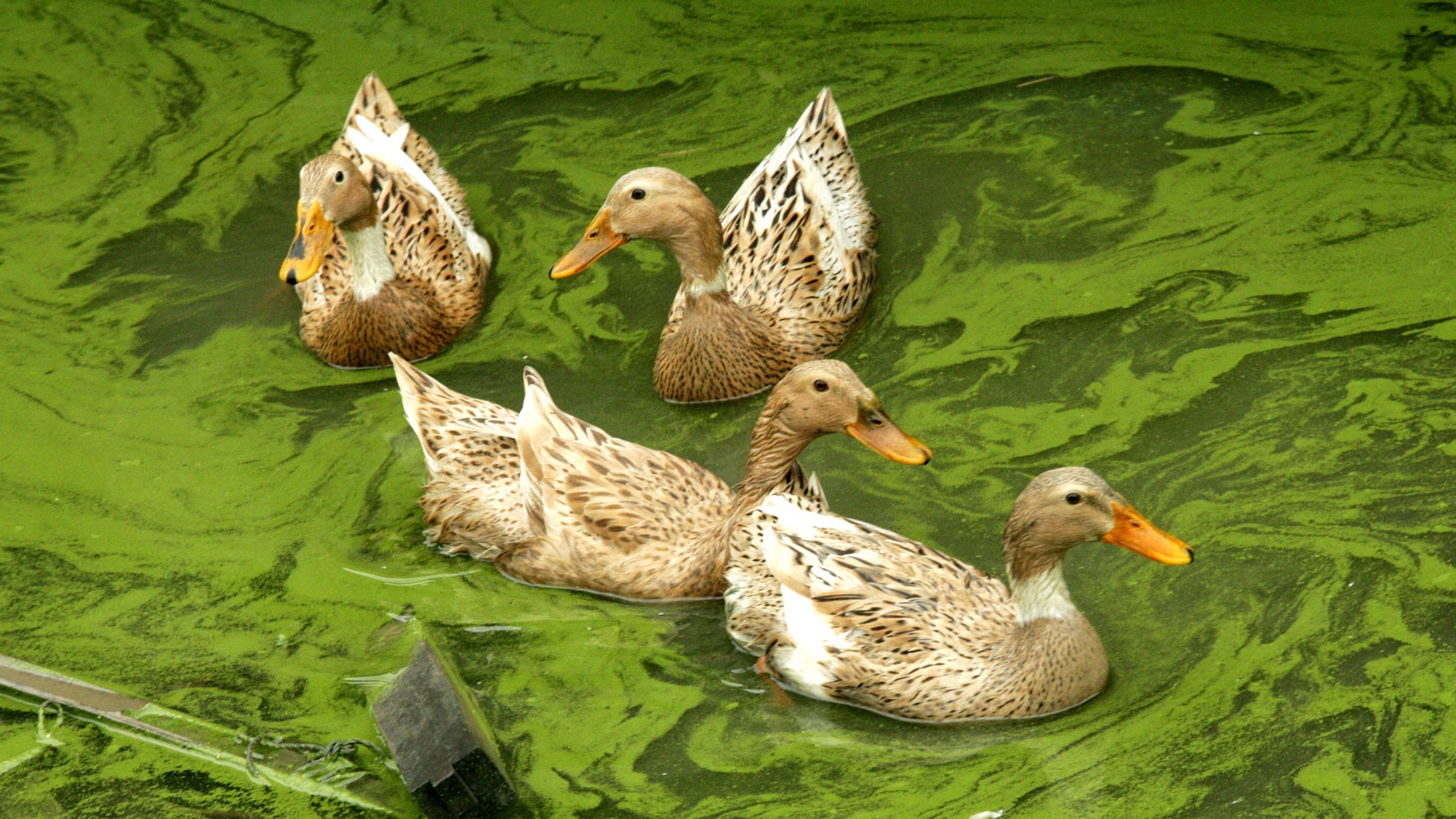 Detail Duck Images Nomer 46