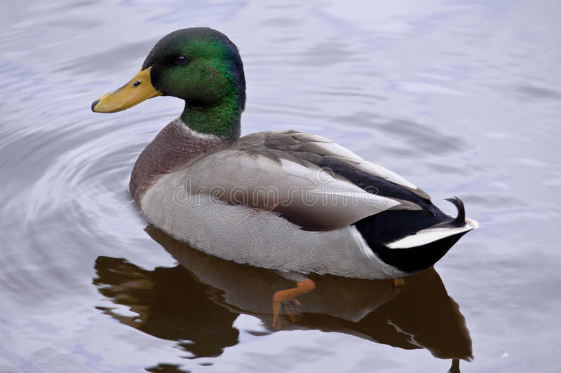 Duck Images Free - KibrisPDR