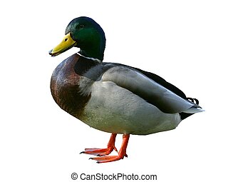 Detail Duck Images Free Nomer 19