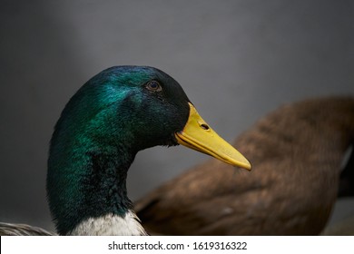 Detail Duck Images Free Nomer 28