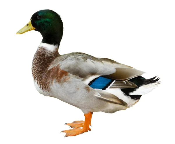 Detail Duck Images Free Nomer 37
