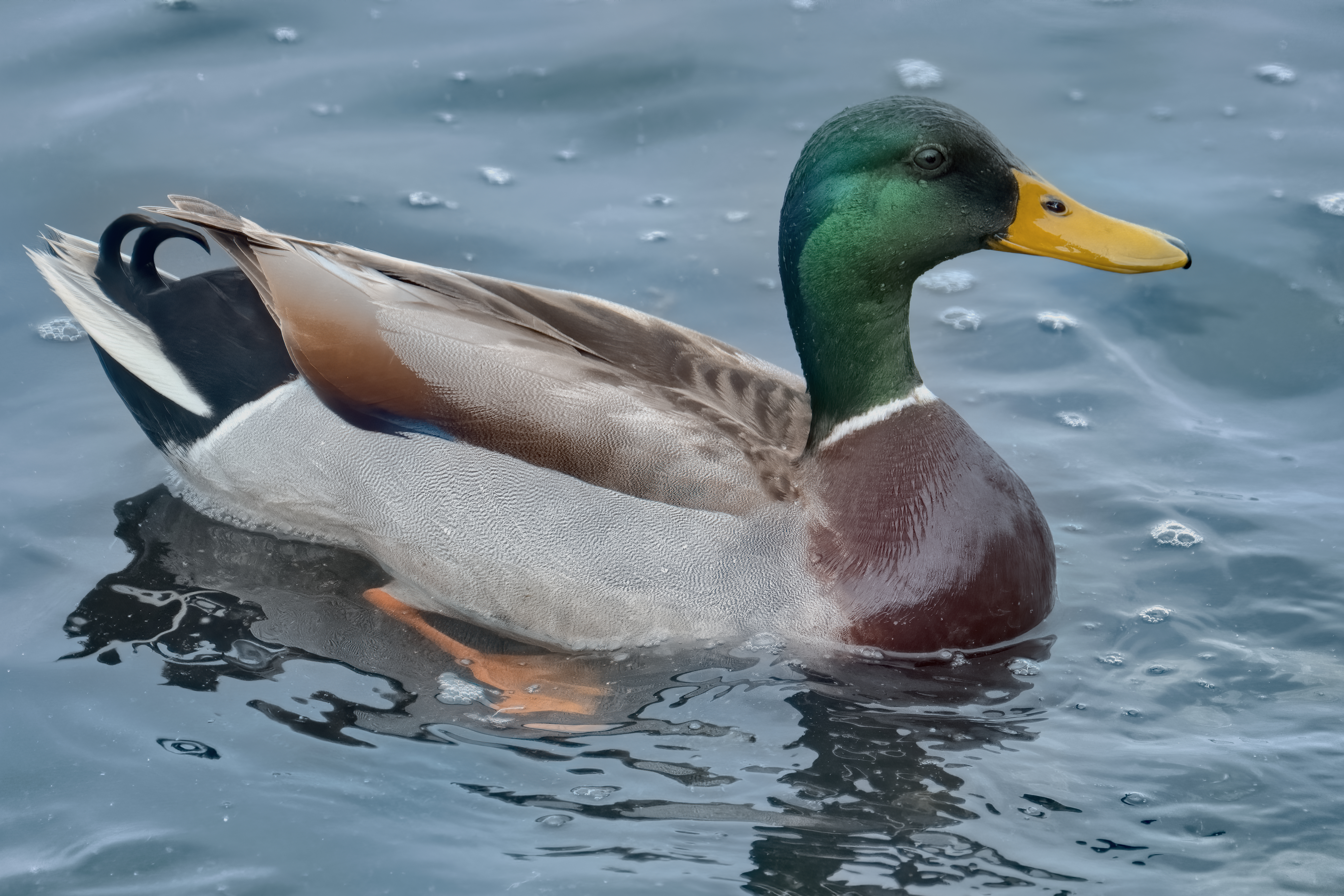 Detail Duck Images Free Nomer 41