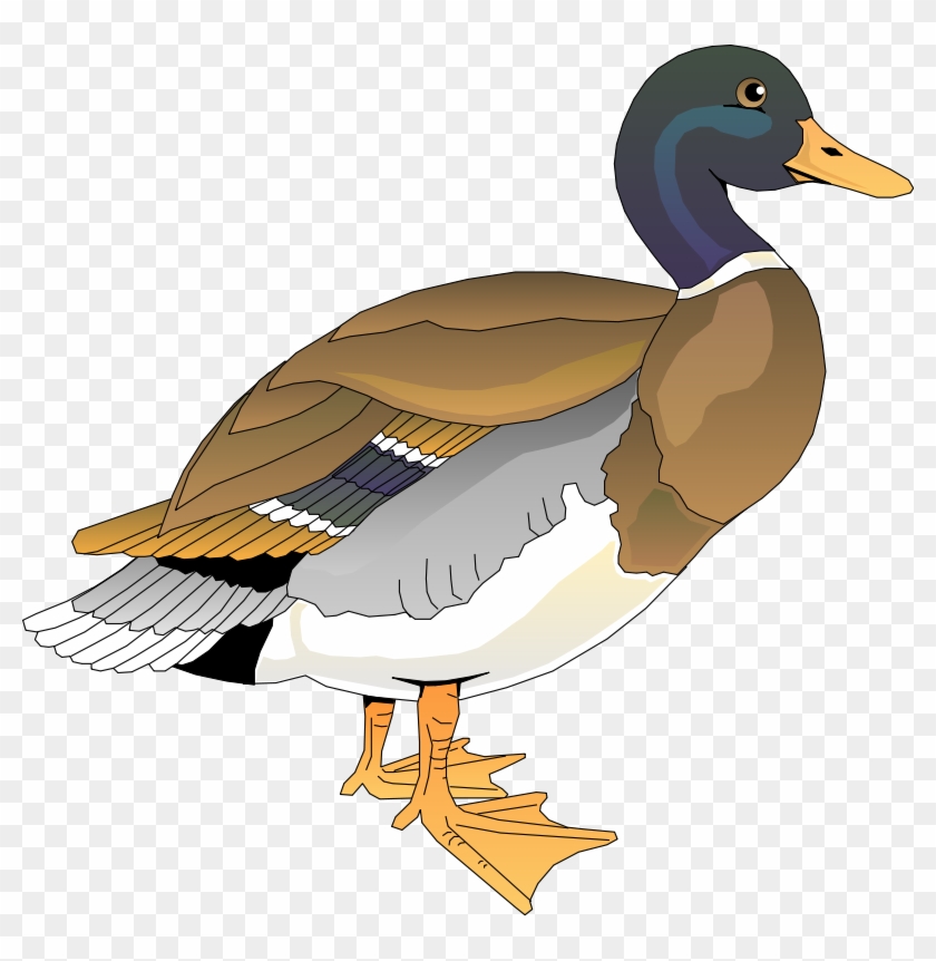 Detail Duck Images Free Nomer 42