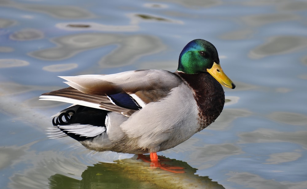 Duck Images Hd - KibrisPDR