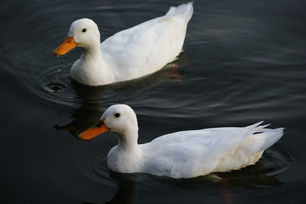 Detail Duck Images Hd Nomer 11