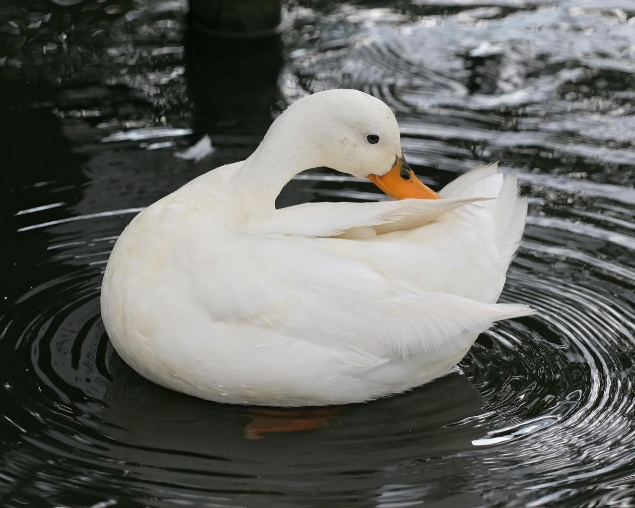 Detail Duck Images Hd Nomer 19