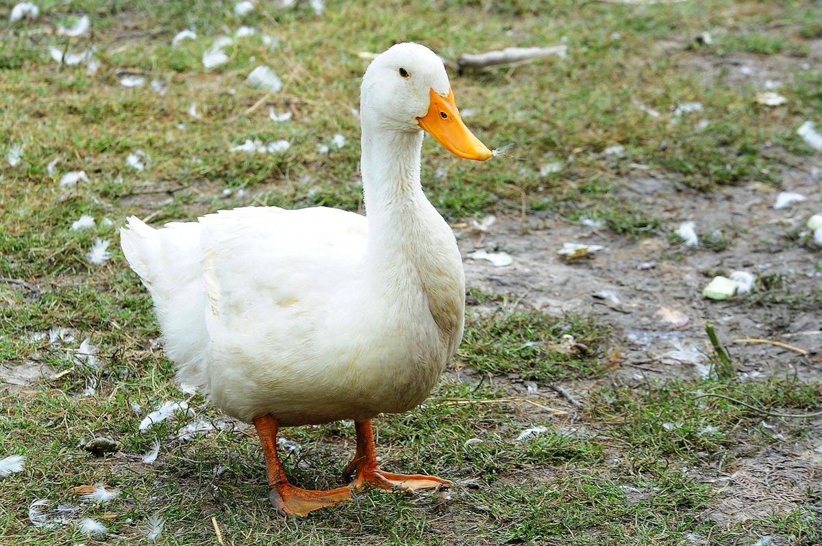 Detail Duck Images Hd Nomer 27