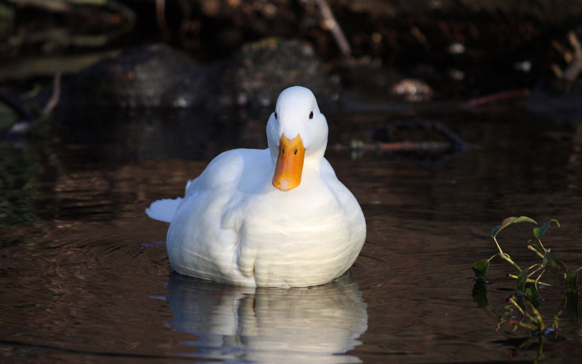 Detail Duck Images Hd Nomer 34