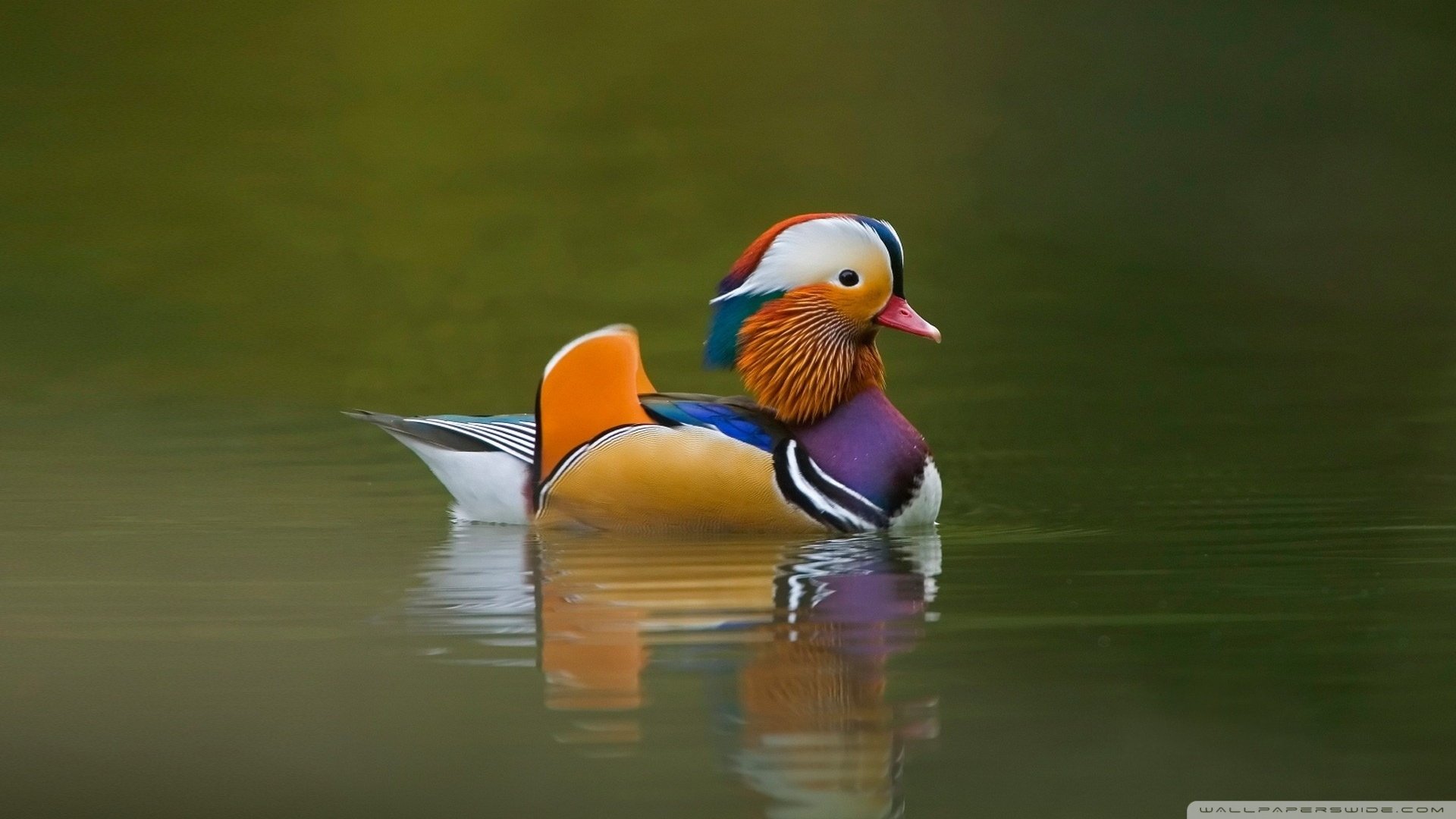 Detail Duck Images Hd Nomer 41