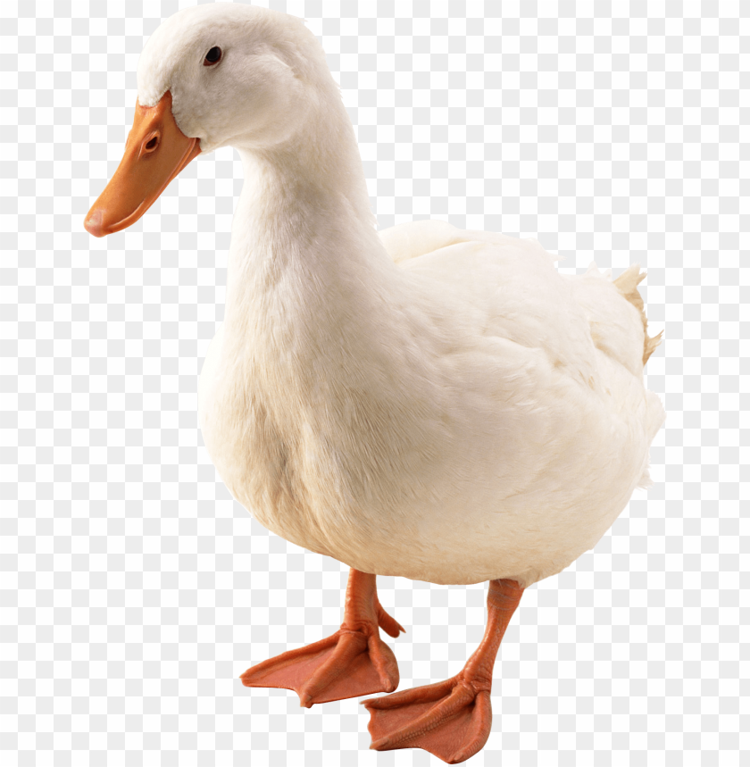 Detail Duck No Background Nomer 25