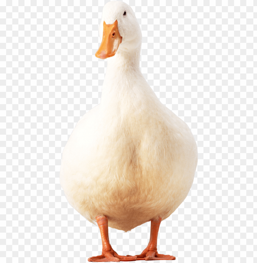 Detail Duck No Background Nomer 7